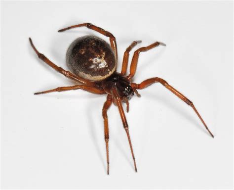 Are False Widow Spider Bites Fake News Bristol Live