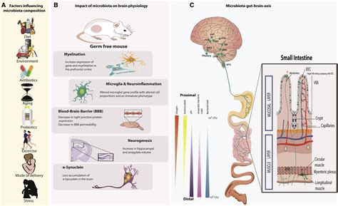 Gut Microbe To Brain Signaling What Happens In Vagus Neuron