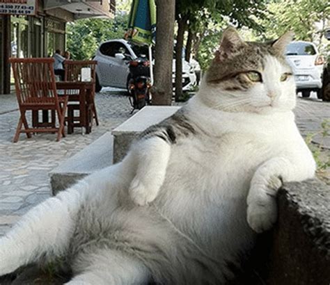 Just Funny Photos Of Cats Sitting Like Humans This Way Come