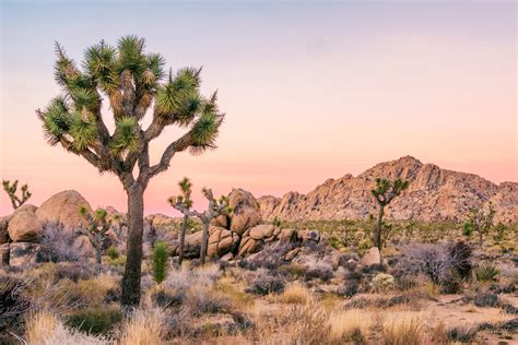 destination joshua tree national park heartland rvs