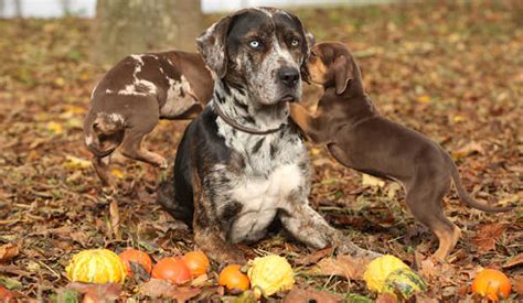 Louisianas State Dog Louisiana Catahoula Leopard Dog