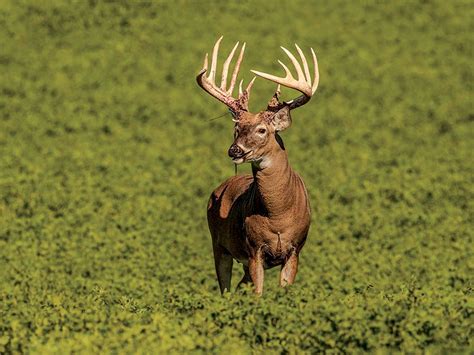 East Tennessee Outdoors World Record Whitetail Deer