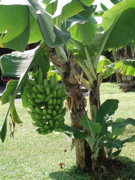 Banana Tree Banana Tree Trees To Plant Plants