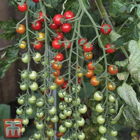 tomato sweet million f1 hybrid seeds the veggie gardener