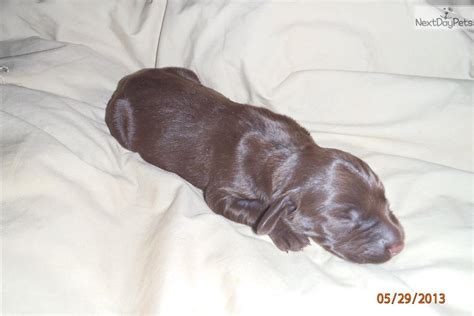 The specific traits we look for include early development, intelligence, bird sense, prey drive, natural honor, natural retrieve on land and water, calm. German Shorthaired Pointer puppy for sale near Columbus ...