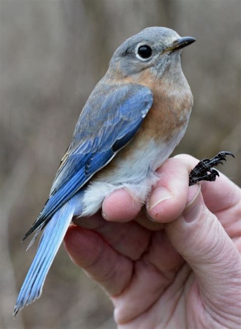 Carnegie Museum Of Natural History — Eastern Bluebird This Pretty