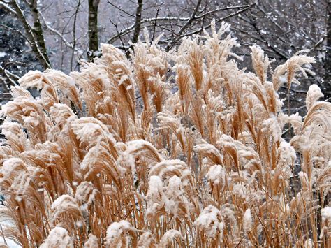 Plants With Winter Interest Natures Perspective Landscaping