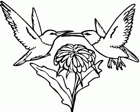 Hummingbird coloring pages we are sharing pages from our upcoming coloring book, coloring hummingbirds: Humming Bird Coloring Page - Coloring Home