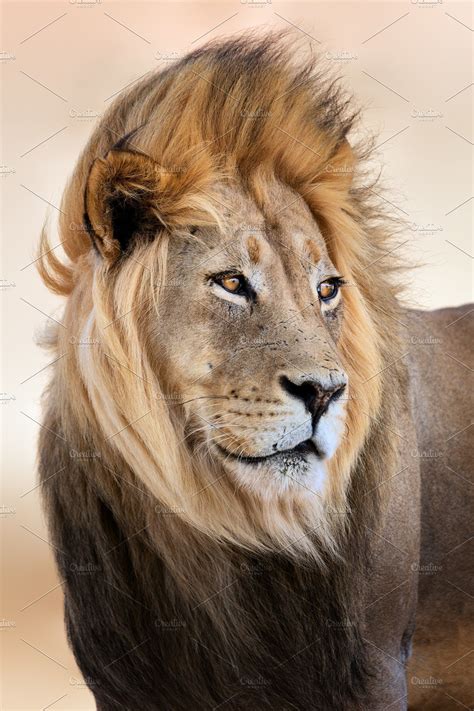 Ad Male Lion Portrait By Etienne And Yolandi Outram On Creativemarket