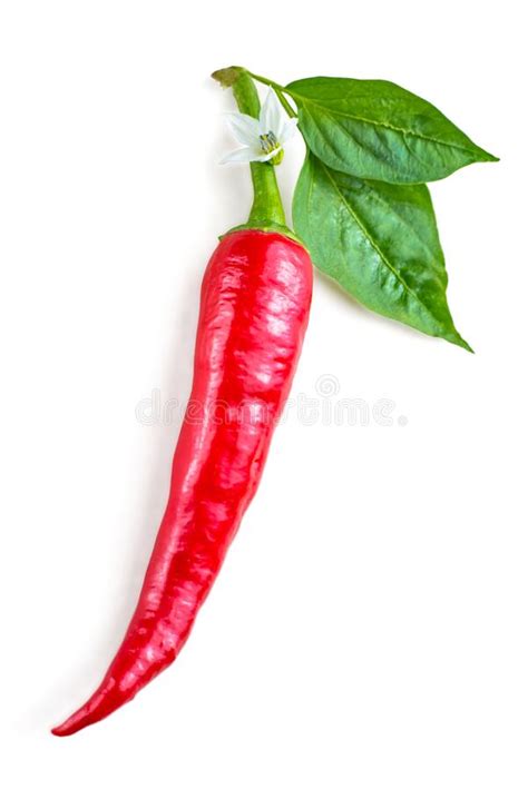 Chili Pepper With Green Leaves And White Flower On Cardboard Stock