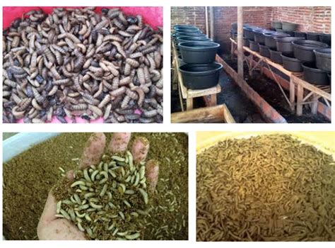 Cara Membuat Belatung Maggot Untuk Pakan Ternak Ikan Kampus Tani