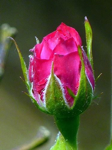 Rosebud Carla Flickr