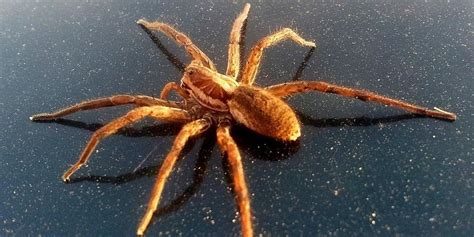 Rescatan una araña gigante de las lluvias en Australia Video Chispa