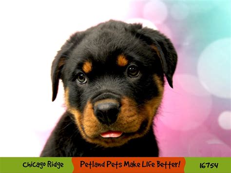 Rottweiler Dog Male Black Mahogany 3414350 Petland Pets And Puppies