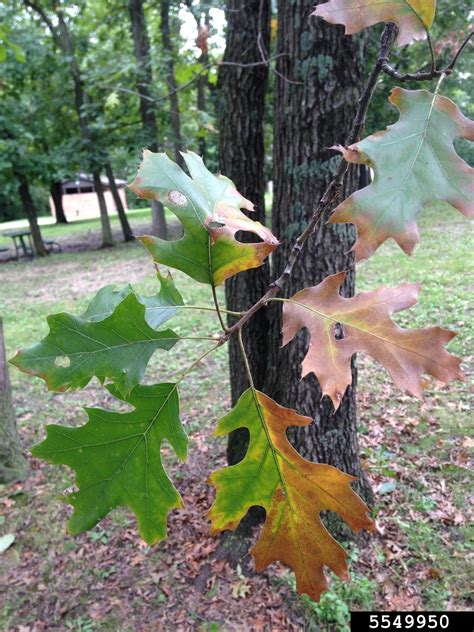 Oak Wilt Bretziella Fagacearum