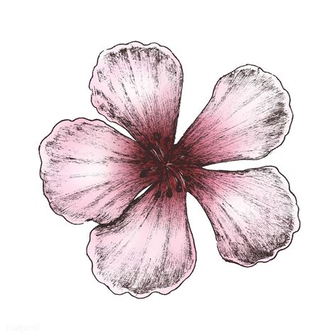 Hand Drawn Of Sakura Flower Free Image By Sakura