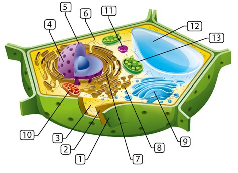 Cytoplasme Dune Cellule Vegetale Tilkee