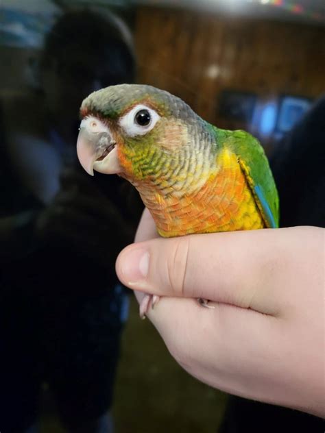 Green Cheek Conure 201815 For Sale In Ona Wv