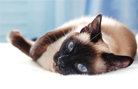 7 Most Intelligent Cat Breeds Choosing The Right Cat For You Cats