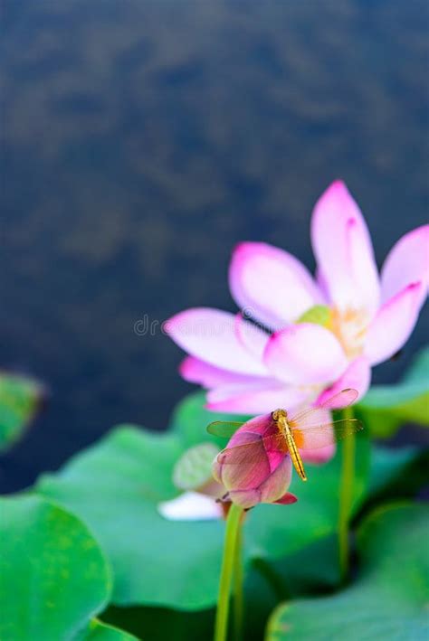 Dragonfly And The Lotus Bud Stock Photo Image Of China Garden 79655984