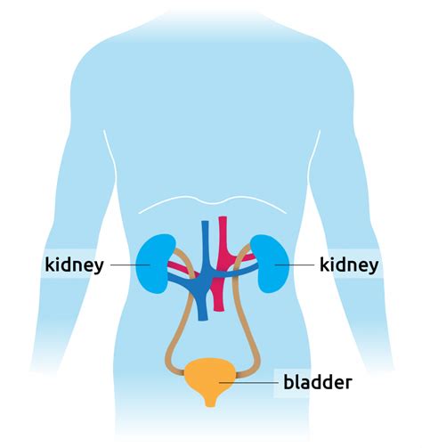 Diagram Diagram Kidney And Bladder Mydiagramonline