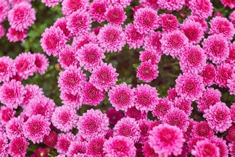 Chrysanthemum Flower Meaning And Symbolism Florgeous
