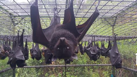 Australian Rescued Bats Rehab Bat Megabat Flying Fox Fruit Bat In Care ️🦇 Youtube