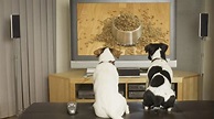 Dog Tv: un canal de televisión para perros - Cómo educar a un cachorro