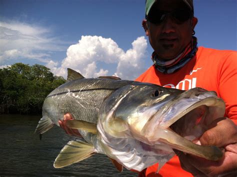 Snook Rigging Snook Stamp Charters