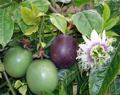 How To Grow Passion Fruit Passion Fruit Growing Tips How To Home