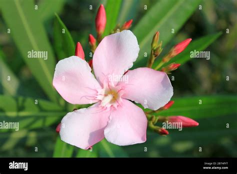 Nerium Oleander Flower Hardy Pink Gujarat India Stock Photo Alamy