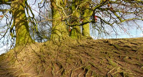 Avebury Tree Roots © Chris Talbot Geograph Britain And Ireland