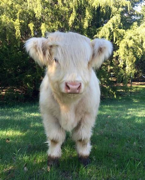 Mini Cows Cute Baby Cow Fluffy Cows Baby Cows