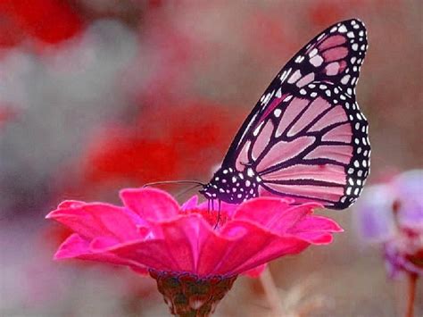 Pretty In Pink Butterfly Pictures Butterfly Wallpaper Flowers For