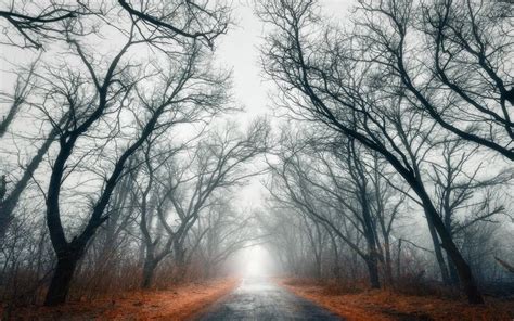 Gray Bare Tree Vehicle Pathway Nature Landscape Road Trees Mist