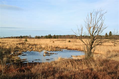 Free Images Landscape Tree Water Grass Wetlands Swamp