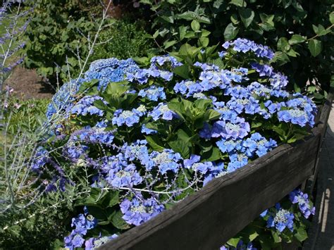 Tellerhortensie Bauernhortensie Blaumeise Hydrangea Macrophylla