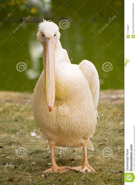 Pelican Large Waterfowl Stock Image Image Of Life Outdoors 11133267