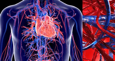 La perfección del sistema cardiovascular así funciona el corazón en todo el cuerpo