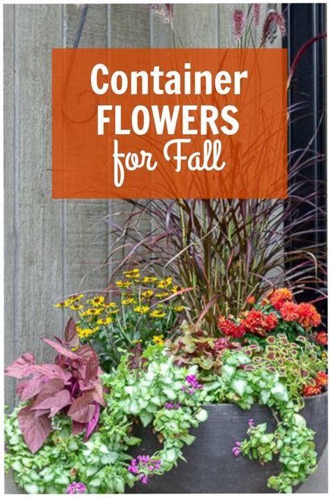 Fall Planter Ideas Hearth And Vine Fall Planters Container Flowers