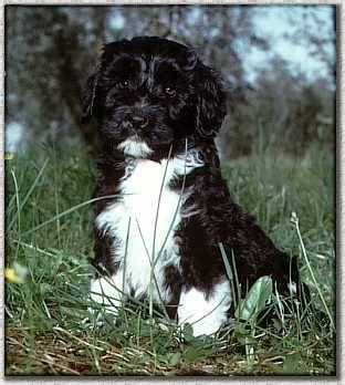 Somos criadores de cão de água português ou cão d'água português. Dog: PORTUGUESE WATER DOG (Cão de agua português ...