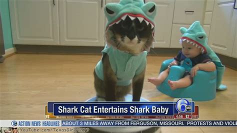 Video Cat Dressed As Shark Entertains Baby Dressed As Shark Abc7 Chicago