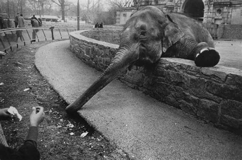 Watching ‘the Most Dangerous Animals In The World The Bronx Zoo In