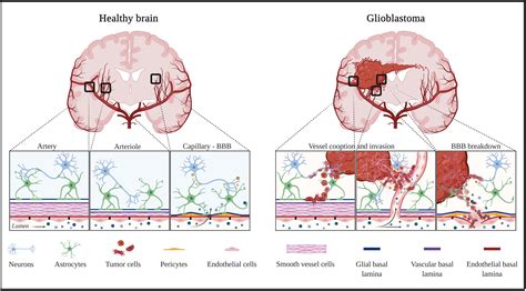 Frontiers The Normal And Brain Tumor Vasculature Morphological And