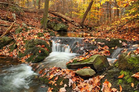 Free Images Forest Creek Leaf River Moss Pond Foliage Stream