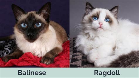 Balinese Vs Ragdoll Cats The Differences With Pictures Hepper