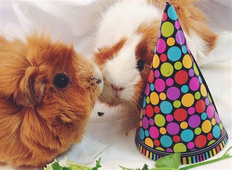 Guinea Pig Birthday Party Not By George