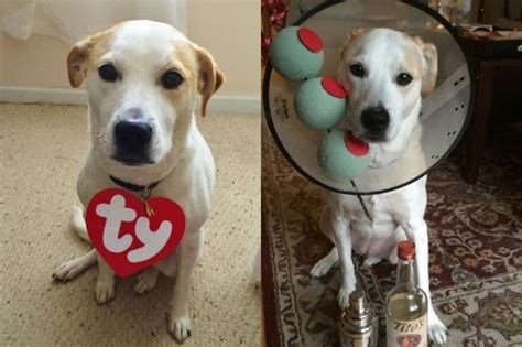 5 Easy And Cheap Diy Halloween Costumes For Your Dog And How To