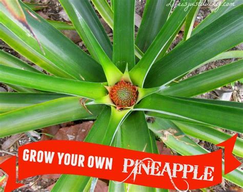 Grow Your Own Pineapple And Grill Some Too Pineapple Pineapple
