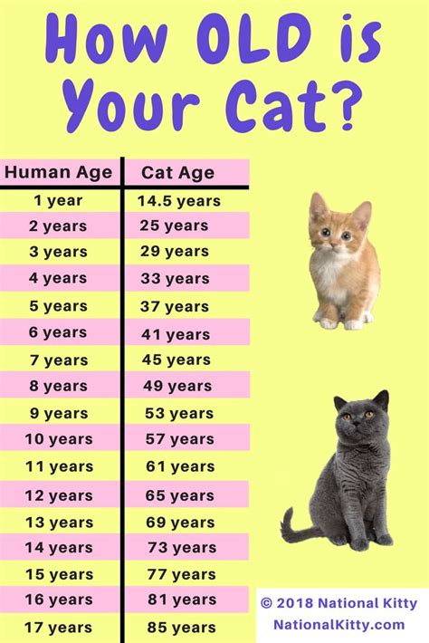 Cat Age 12 In Human Years
